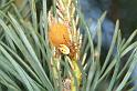 Araniella_displicata_D3004_Z_90_NP De Hoge Veluwe_Nederland